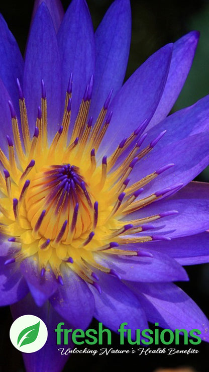 Blue Lotus Flower Pistils